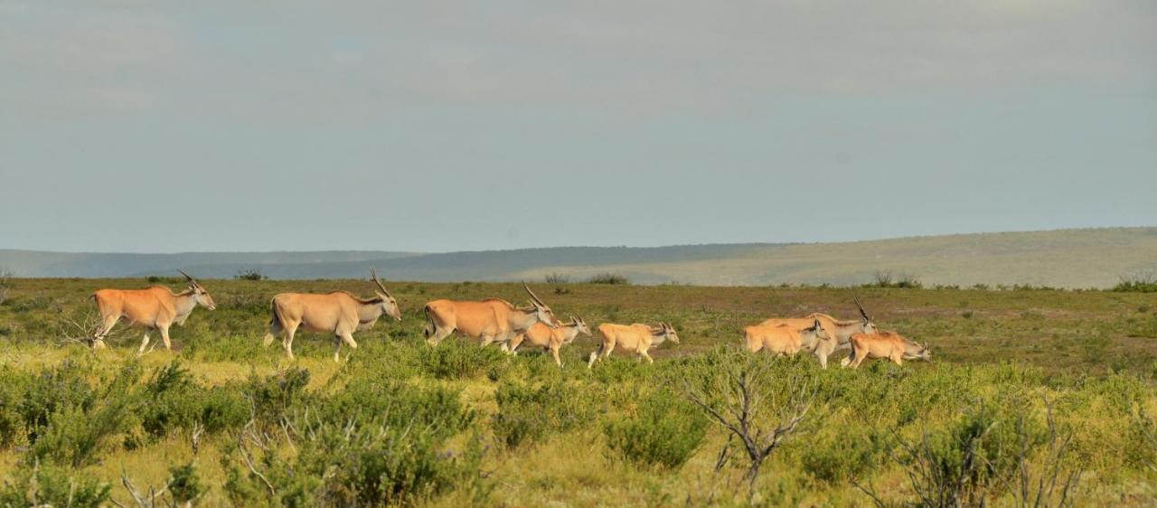 De Hoop Collection - Equipped Cottages De Hoop Nature Reserve Buitenkant foto